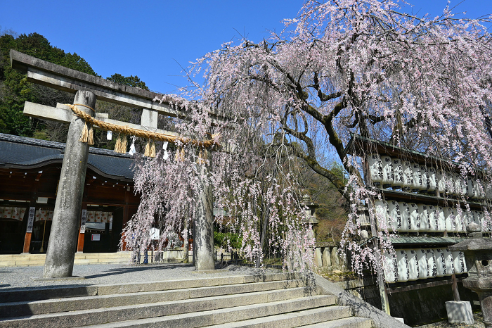 Oishi Shrine with weeping cherry blossoms in Yamashina-ku, Kyoto