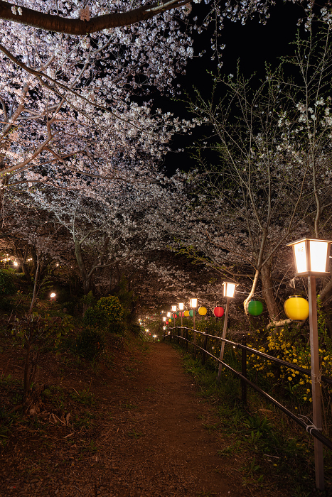 Cherry blossoms in full bloom illuminated by lights Aichi Pref.