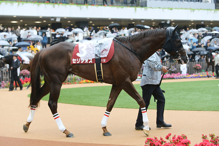 2024 Yomiuri Milers Cup  G2  2024 04 21 KYOTO 11R                          THE YOMIURI MILERS CUP 2     2           Serifos   Kyoto Racecourse in Kyoto, Japan on April 21, 2024.  Photo by Eiichi Yamane AFLO 