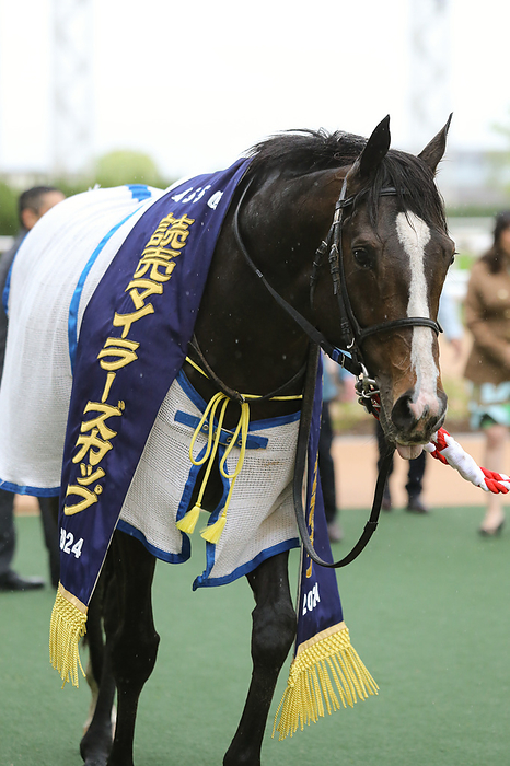 2024 Yomiuri Milers Cup  G2  2024 04 21 KYOTO 11R                          THE YOMIURI MILERS CUP       1             Soul Rush   Kyoto Racecourse in Kyoto, Japan on April 21, 2024.  Photo by Eiichi Yamane AFLO 