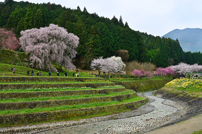 Flowering Matabei Cherry Blossom Satoyama in Dauda, Nara Prefecture