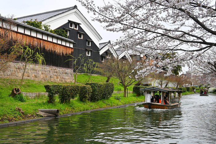 Kyoto Fushimi Jyuseki-Fune (ten-stone boat) proceeding along a row of cherry blossom trees lined with sake breweries