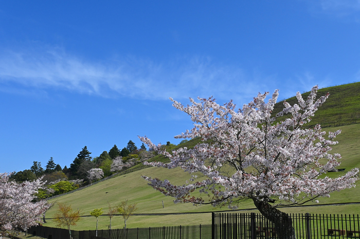 Cherry blossoms in full bloom at the foot of Mt. Wakakusa in Nara Park walking in the early morning