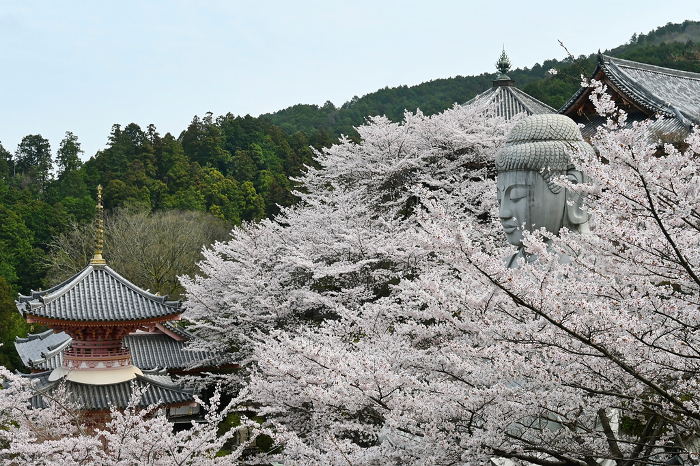 Cherry blossoms in full bloom at Tsubosaka-ji Temple in Nara Prefecture Great Buddha and the pagoda
