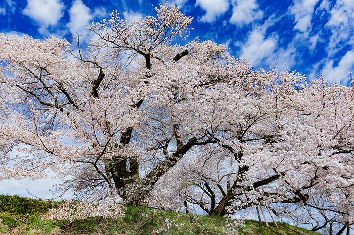 Takamori-cho, Minami-shinshu, Japan's No.1 school cherry blossom