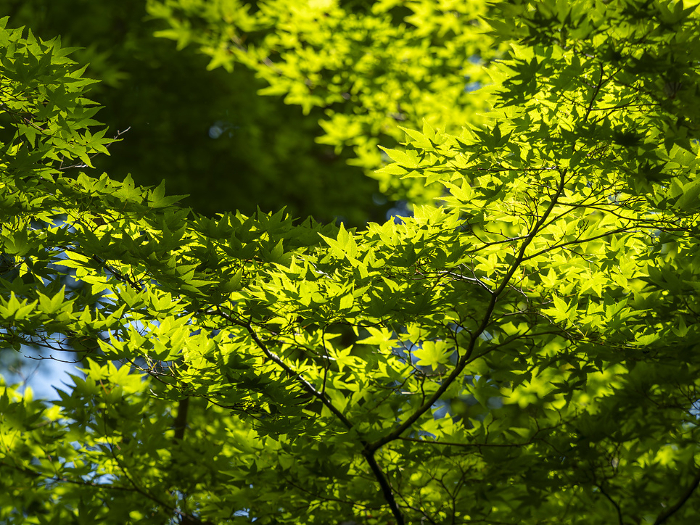 Vivid green leaves in Nara Park