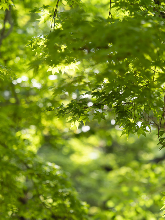 Vivid green leaves in Nara Park