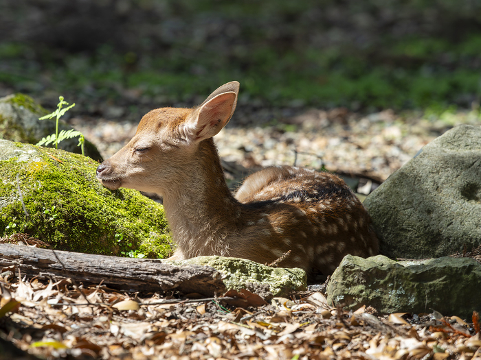 Nara Park Baby deer resting