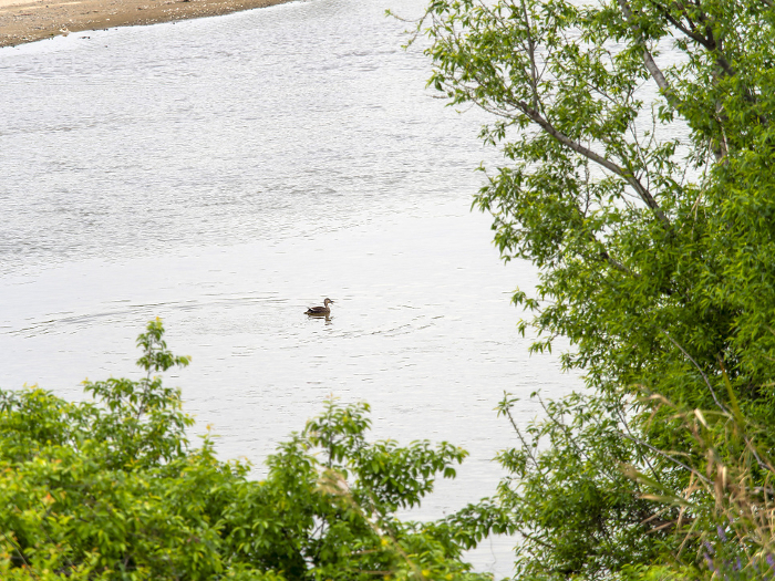 Ducks landing on the Yamato River