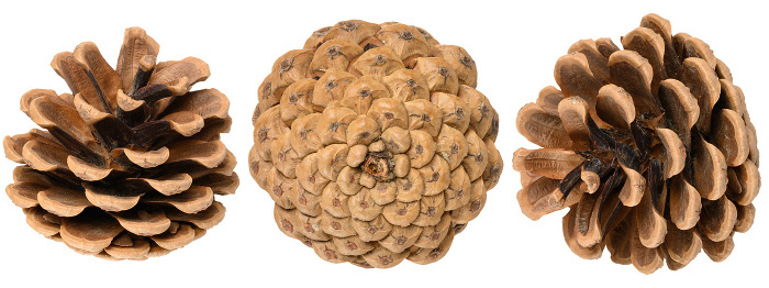 Brown dry pine cone on isolated background, set Brown dry pine cone on isolated background, set