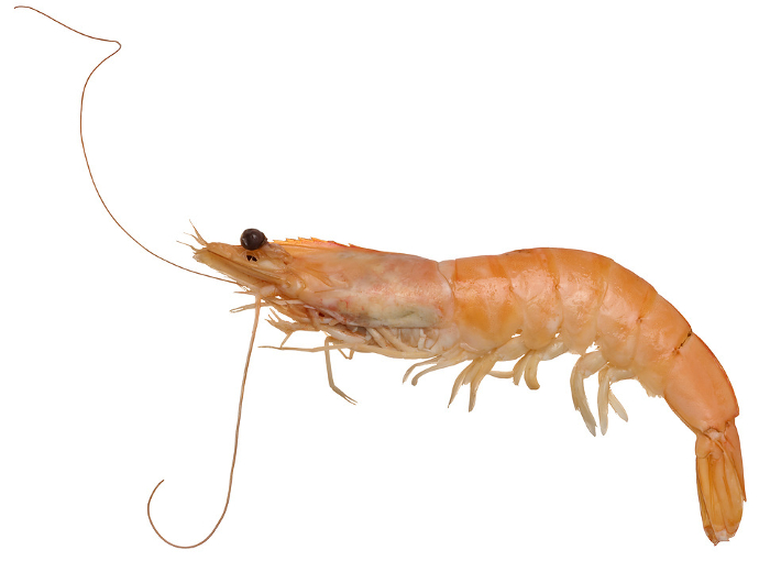 Large boiled shrimp on isolated background, close up Large boiled shrimp on isolated background, close up