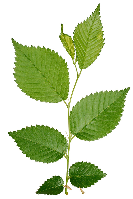 Branch with green leaves of Elm, or Ulmus, on isolated background, close up Branch with green leaves of Elm, or Ulmus, on isolated background, close up