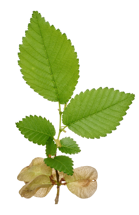 Branch with green leaves of Elm, or Ulmus, on isolated background, close up Branch with green leaves of Elm, or Ulmus, on isolated background, close up