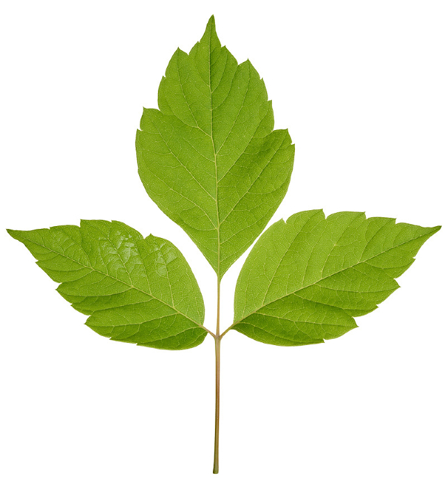 Green leaves of Acer maple, or American maple, on an isolated background, close up Green leaves of Acer maple, or American maple, on an isolated background, close up