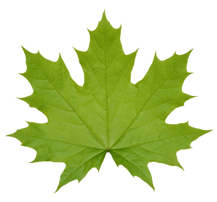 Green Norway maple leaf on isolated background, close up Green Norway maple leaf on isolated background, close up