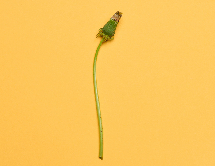 Wilted dandelion with stem on a yellow background, top view. Minimalistic composition Wilted dandelion with stem on a yellow background, top view. Minimalistic composition