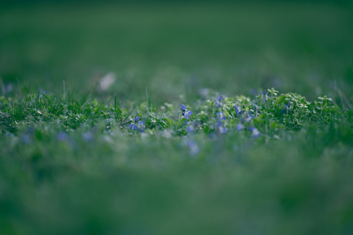 Lawn with green lush grass in the park on a spring day, selective focus Lawn with green lush grass in the park on a spring day, selective focus
