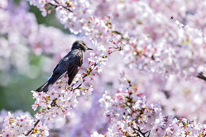 Chickadee perched on cherry tree