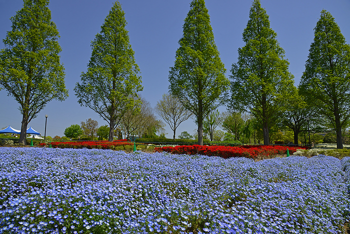 Nemophila in bloom at Sunflower Hill Park, Hyogo Prefecture