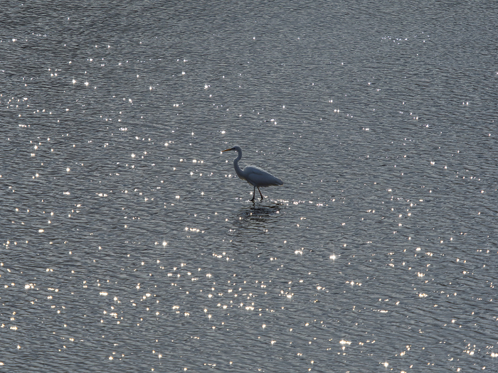 Shiny river surface and a great egret