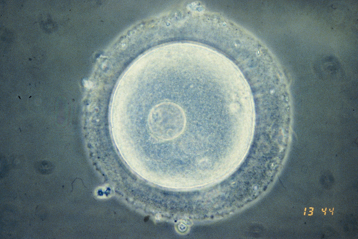 Immature human oocyte, light micrograph Light micrograph of an immature human oocyte  the female egg cell  containing a germinal body, the large cell nucleus. Oocytes are formed in the ovaries and undergo two meiotic divisions before attaining maturity. Primary oocytes develop in the fetal ovary  further development is arrested at birth   completion of the first meiotic division suspended until after sexual maturity. Fertilisation stimulates the completion of the second meiotic division with the formation of a mature ovum. Magnification: x385 when printed at 10 centimetres wide.