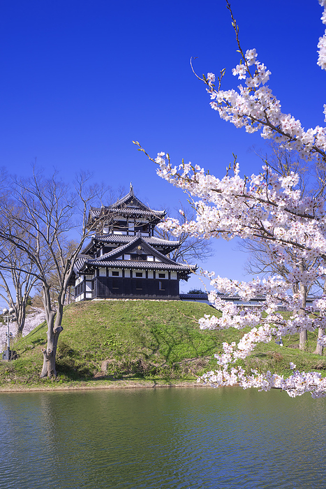 Cherry blossoms at Takada castle ruins Joetsu City, Niigata Prefecture 100 Famous Castles of Japan No.132 One of the 100 best cherry blossom viewing spots in Japan Inner moat, Honmaru earthen mound, and three story turret 