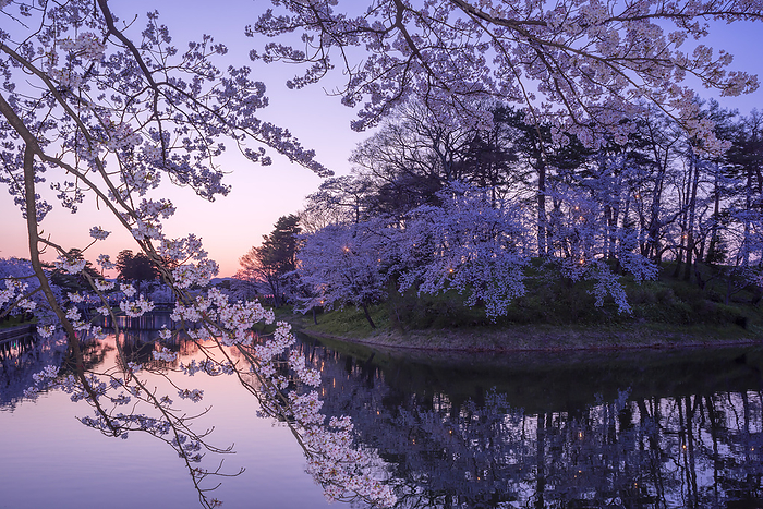 Night Cherry Blossoms at Takada Castle Ruins Joetsu City, Niigata Prefecture 100 Famous Castles of Japan No.132 One of the 100 best cherry blossom viewing spots in Japan Inner moat, Honmaru earthen mound, and Gokurakubashi Bridge 