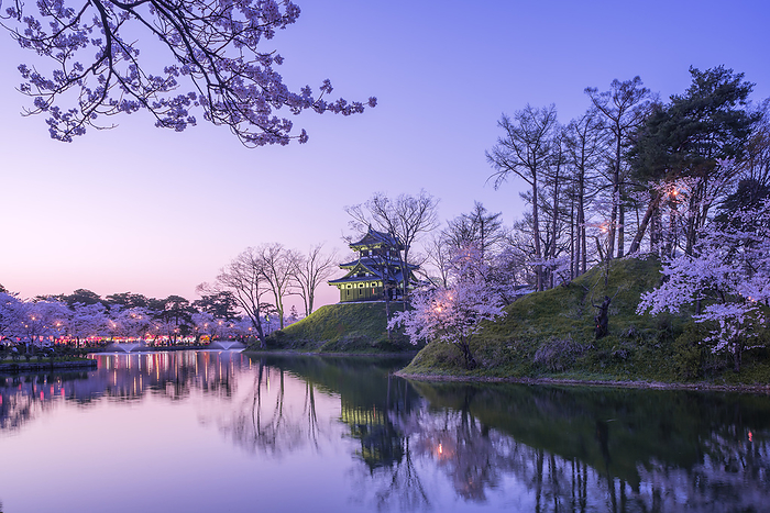 Night Cherry Blossoms at Takada Castle Ruins Joetsu City, Niigata Prefecture 100 Famous Castles of Japan No.132 One of the 100 best cherry blossom viewing spots in Japan Inner moat, Honmaru earthen mound, and three story turret 