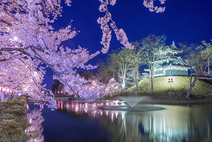 Night Cherry Blossoms at Takada Castle Ruins Joetsu City, Niigata Prefecture 100 Famous Castles of Japan No.132 One of the 100 best cherry blossom viewing spots in Japan Inner moat, Honmaru earthen mound, and three story turret 
