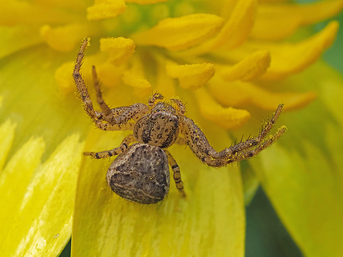 A crab spider, waiting for insects on a flower of the Himeji Lyophyllum. Bait, come on, come on.