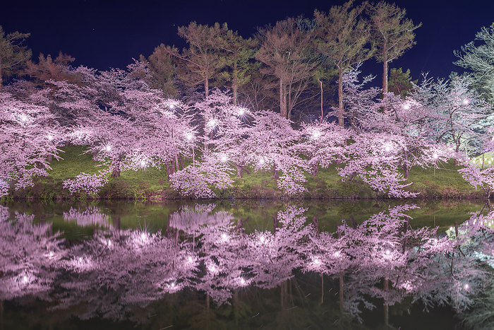 Night Cherry Blossoms at Takada Castle Ruins Joetsu City, Niigata Prefecture 100 Famous Castles of Japan No.132 One of the 100 best cherry blossom viewing spots in Japan Inner moat and Honmaru earthwork 