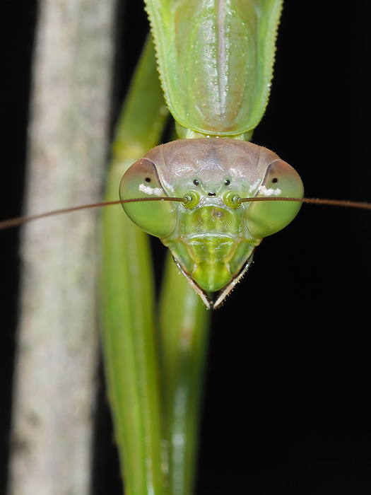 Female praying mantis face