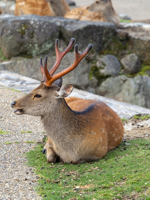 Resting stag in Nara Park