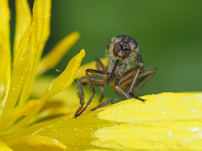 Face of a female chiaroscuro fly (Diptera chiaroscuroi)