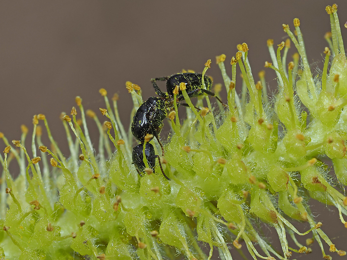 Female plum pine boll weevil licking nectar at a willow.