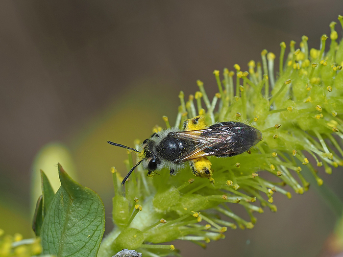 Female Tsuyama yellow bellied bumblebee visiting a willow. Collect plenty of pollen on the hind legs.