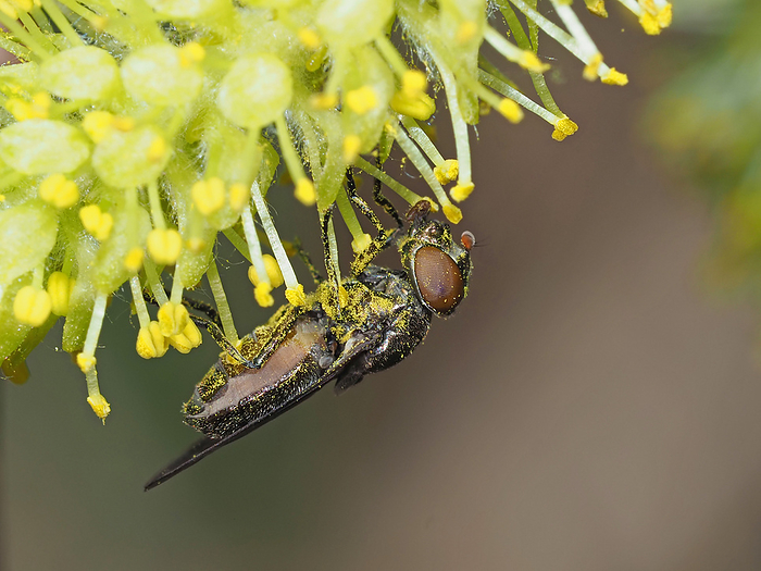 Female Okazaki tamahirata fly, licking pollen from willow visiting pollen.