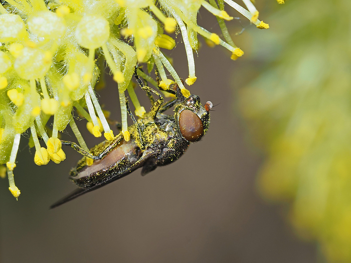 Female Okazaki tamahirata fly, licking pollen from willow visiting pollen.