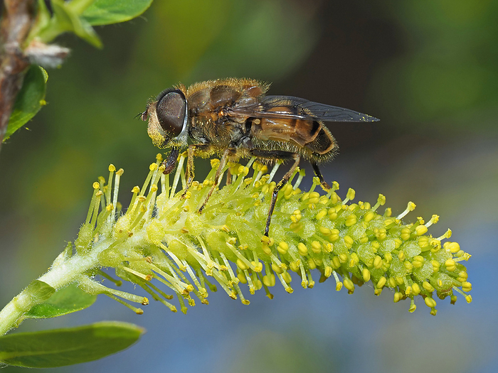 Male Keokoshimahana fly, licking pollen off willow.