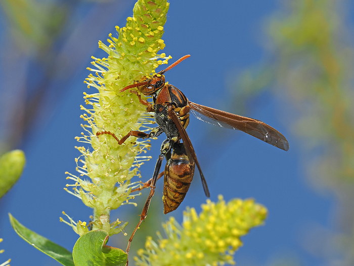 A Japanese wood wasp, licking nectar at a willow.