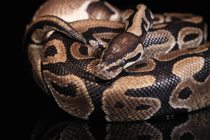 Koenigspython Ball python,  Python regius , royal python, adult resting, captive, West Africa, Central Africa, Africa