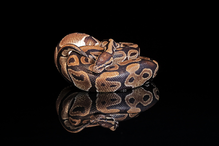 Koenigspython Ball python,  Python regius , royal python, adult resting, captive, West Africa, Central Africa, Africa