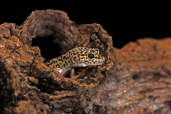 Leopardgecko Leopard gecko, common leopard gecko,  Eublepharis macularius , adult portrait looking out of den, captive, Asia