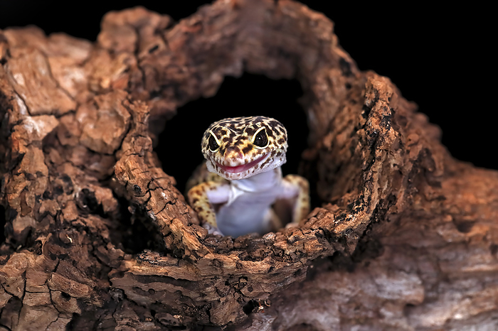 Leopardgecko Leopard gecko, common leopard gecko,  Eublepharis macularius , adult portrait looking out of den, captive, Asia
