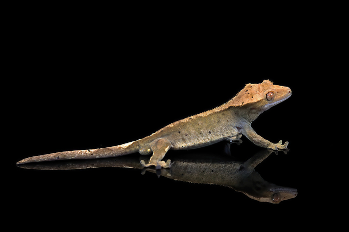 Neukaledonischer Kronengecko Crested gecko, eyelash gecko,  Correlophus ciliatus , adult captive, New Caledonia