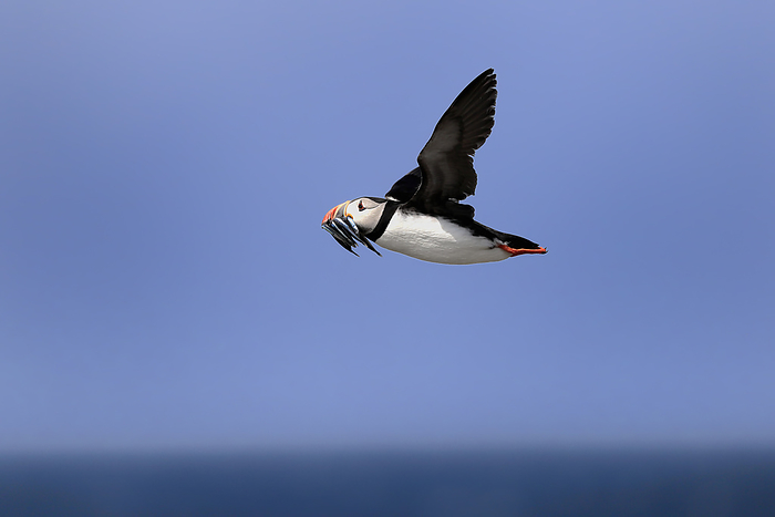 Papageitaucher Atlantic puffin, common puffin,  Fratercula arctica , adult flying with sand eels, Farne Islands, Northumberland, England