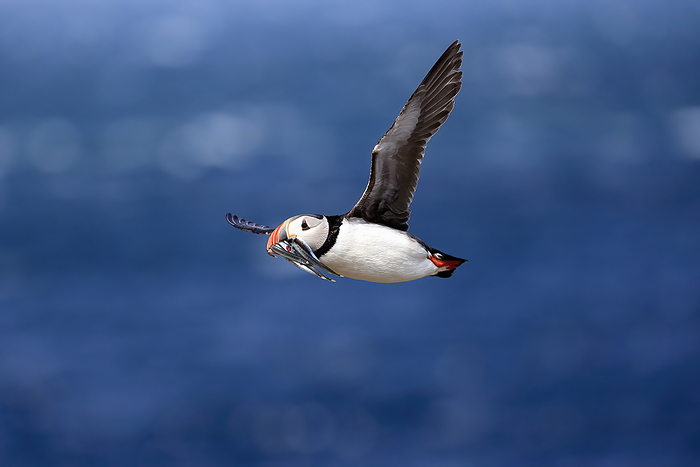 Papageitaucher Atlantic puffin, common puffin,  Fratercula arctica , adult flying with sand eels, Farne Islands, Northumberland, England