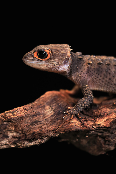 Rotaugen Buschkrokodil Red eyed crocodile skink,  Tribolonotus gracilis , adult portrait on tree, captive, New Guinea