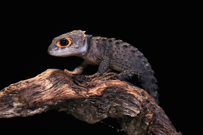 Rotaugen Buschkrokodil Red eyed crocodile skink,  Tribolonotus gracilis , adult on tree, captive, New Guinea