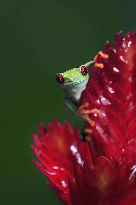 Rotaugenlaubfrosch Red eyed tree frog,  Agalychnis callidryas , adult portrait on bromeliad, captive, Central America